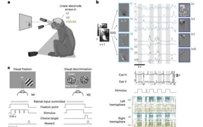 Study shows that activity in the primate visual cortex is minimally linked to spontaneous movements