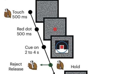 Study shows that attractor dynamics in the monkey prefrontal cortex reflect the confidence of decisions