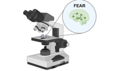 Study unveils a cortico-amygdala neural substrate supporting fear extinction via endocannabinoids