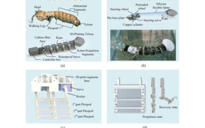 A robot inspired by mantis shrimp to explore narrow underwater environments