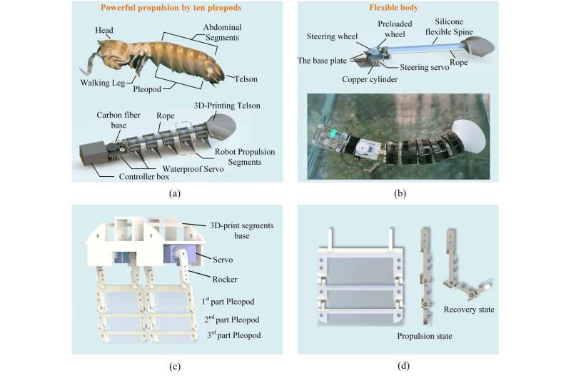 A robot inspired by mantis shrimp to explore narrow underwater environments