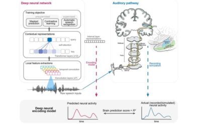 Study unveils similarities between the auditory pathway and deep learning models for processing speech