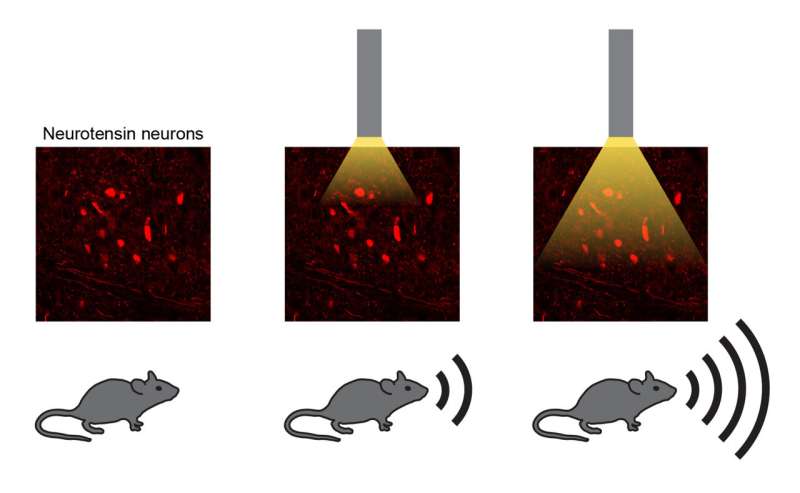 A cluster of genetically defined brainstem neurons involved in the production and modulation of sounds