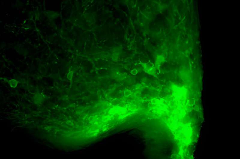 Study shows that AgRP neurons encode circadian feeding time in mice