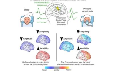 Study unveils the engagement of different cortical networks while humans are unconscious