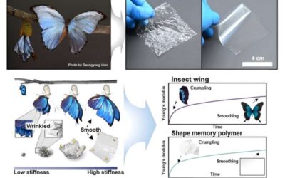 A butterfly-inspired design to create crumple-recoverable electronics