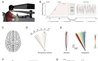Exploring how the somatosensory cortex contributes to the encoding of newly learned movements