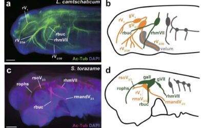 Study gathers new insight about the evolutionary origin of vertebrate jaws