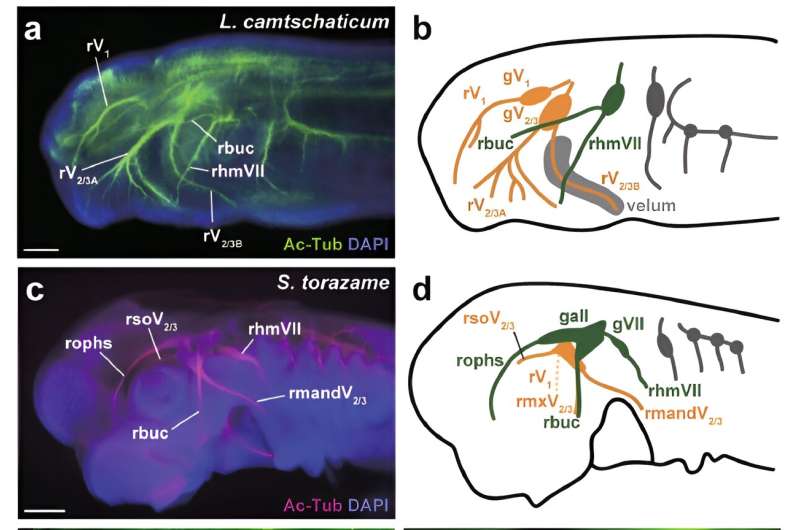Study gathers new insight about the evolutionary origin of vertebrate jaws