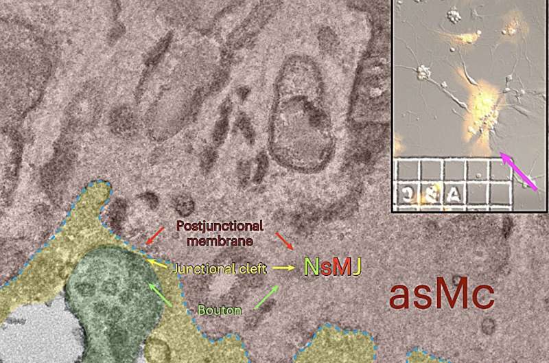Study unveils synaptic-like transmission mechanism driving neurovascular coupling