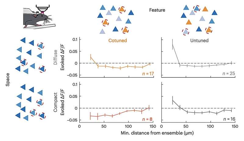 The logic underlying recurrent activity in the primary visual cortex