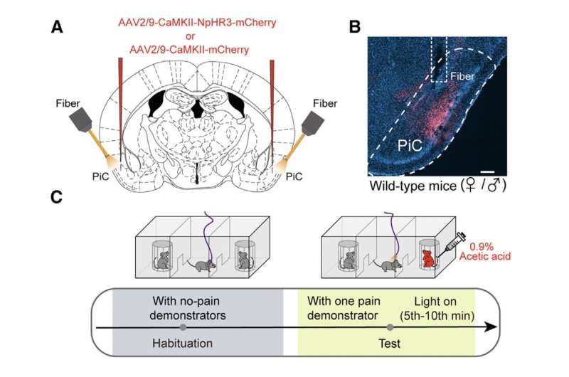 Male and female mice exhibit different empathic behaviors to others’ pain