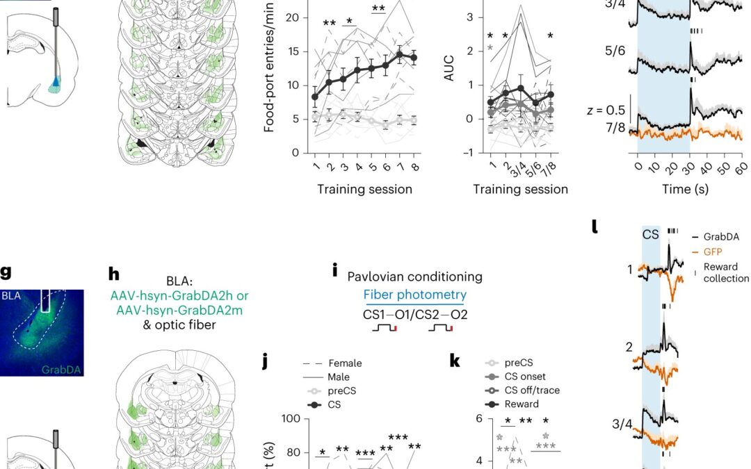 Study finds that dopamine projections to the amygdala contribute to encoding identity-specific reward memories