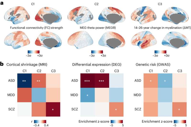 Study links organization of neurotypical brains to genes involved in autism and schizophrenia