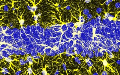 Study shows that astrocytes integrate information about past events in their soma
