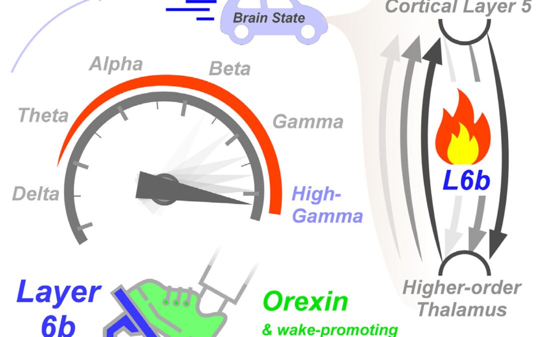 Study reveals the strong impact of layer 6b neurons on cortical activity