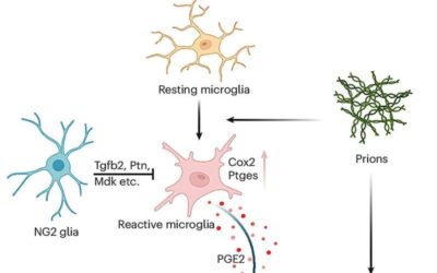 NG2 glia cells shown to protect against prion-induced neurotoxicity and neurodegeneration