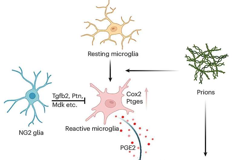 NG2 glia cells shown to protect against prion-induced neurotoxicity and neurodegeneration