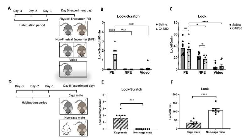 Study finds social interactions and olfactory cues prompt contagious itch in mice