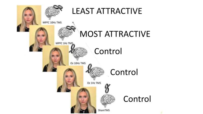 Stimulating the medial prefrontal cortex changes a person’s perceived attractiveness, study suggests