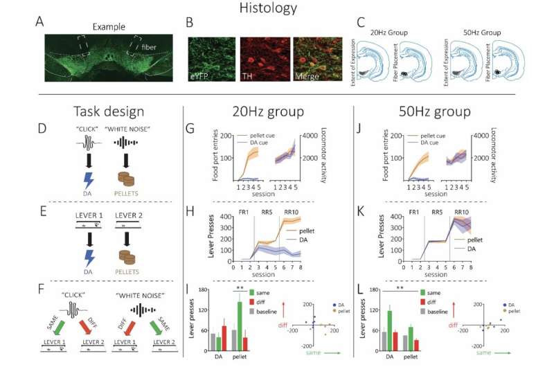 Study sheds new light on the contribution of dopamine to reinforcement learning