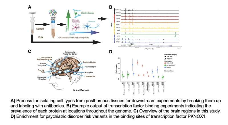 The largest repository of transcription factor binding data in human tissues compiled to date