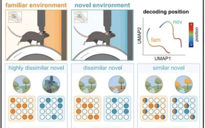 Coordinated activity of mossy cells contributes to encoding of spatial and contextual memories, study finds