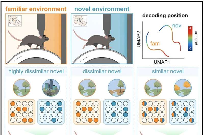 Coordinated activity of mossy cells contributes to encoding of spatial and contextual memories, study finds