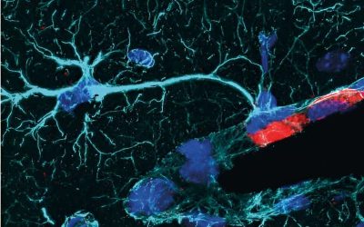 Central nervous system-associated macrophages could modulate post-stroke immune responses