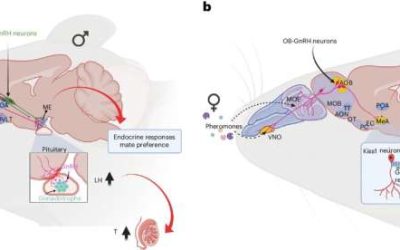 GnRH neurons in the mouse olfactory bulb shown to translate socially relevant odors into male reproductive behavior