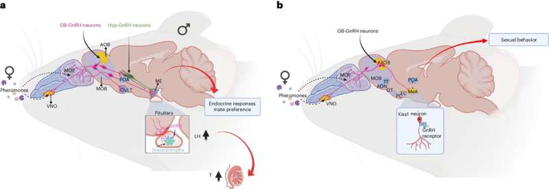 GnRH neurons in the mouse olfactory bulb shown to translate socially relevant odors into male reproductive behavior