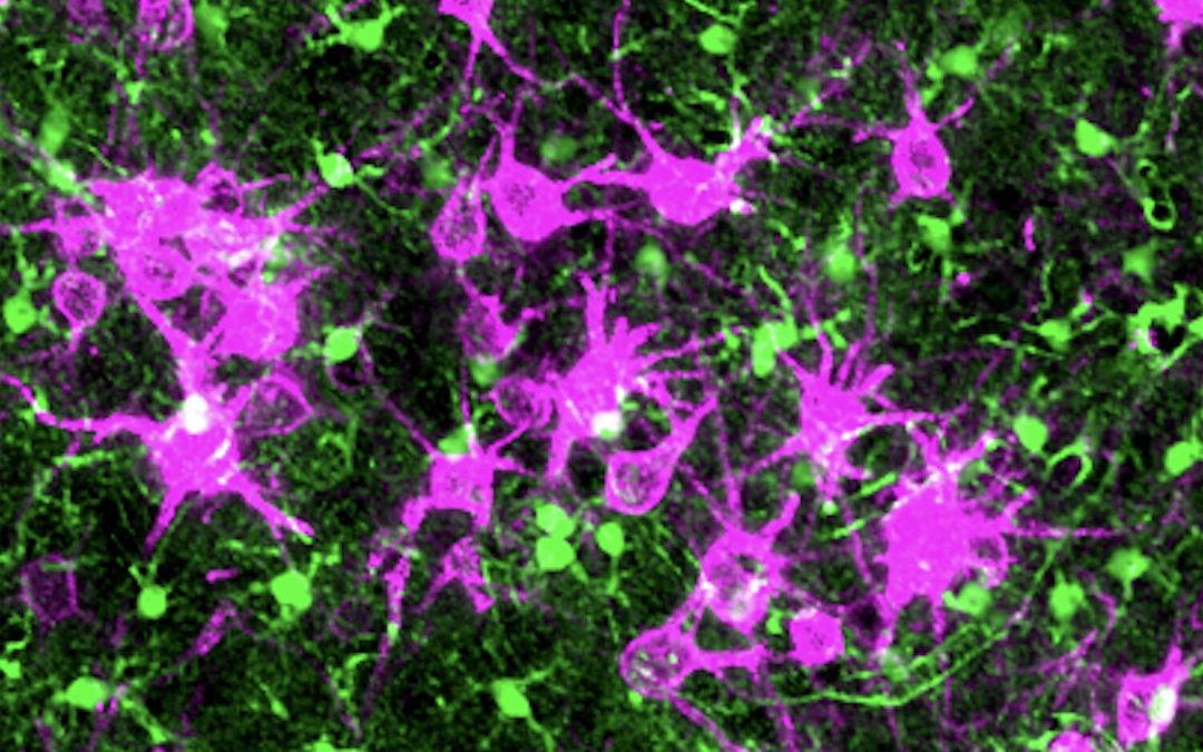 How astrocytes and perineuronal nets cooperate to sustain synaptic homeostasis