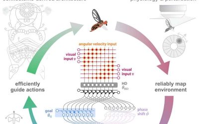 How fruit flies use internal representations of head direction to support goal-directed navigation