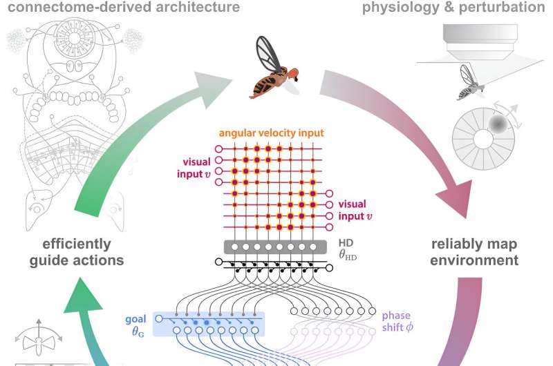 How fruit flies use internal representations of head direction to support goal-directed navigation