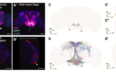 How hunger influences aversive learning in fruit flies