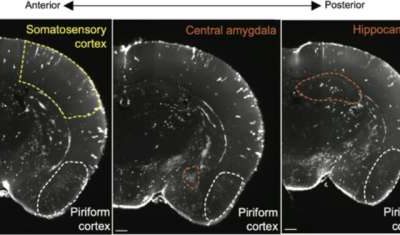 Neurons in mouse piriform cortex aid in recurrent circuit development, study finds