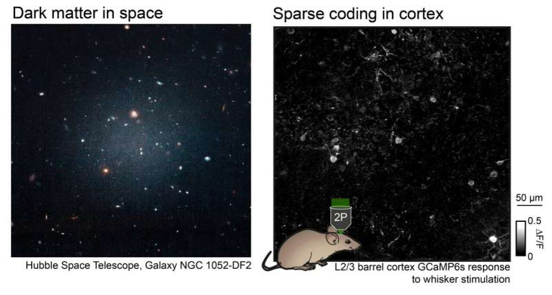 ‘Silent’ neurons in the sensory cortex can be recruited to enhance sensory processing