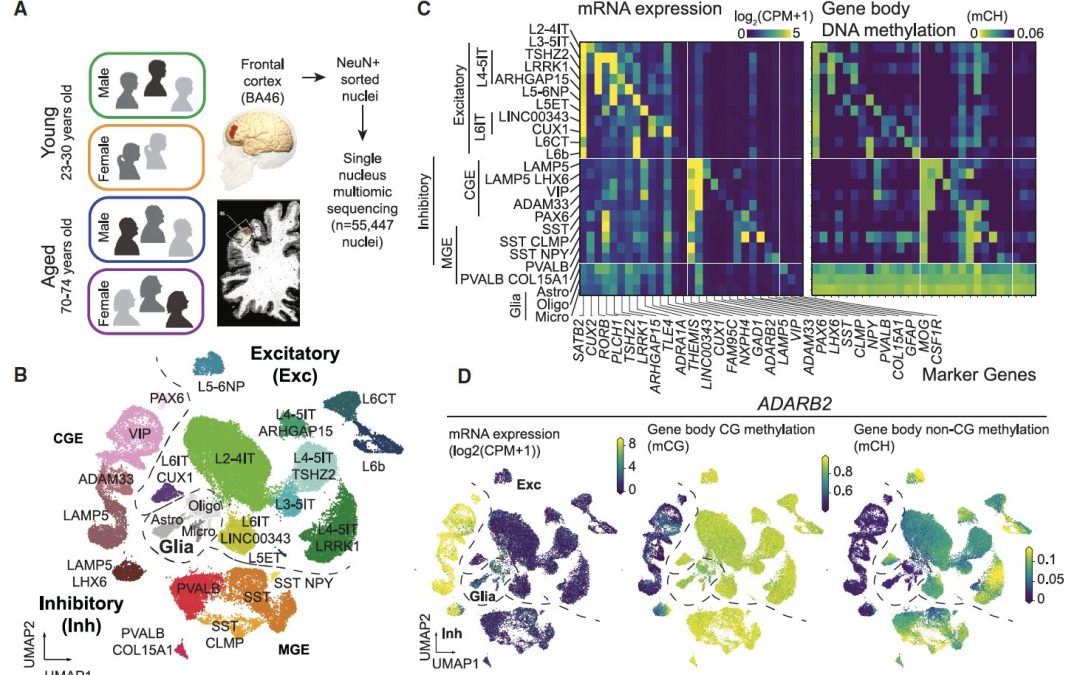 Study explores the cell-type-specific effects of aging and sex on human cortical neurons