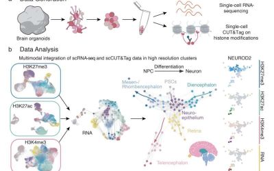 Study identifies epigenetic ‘switches’ that regulate the developmental trajectories of single cells