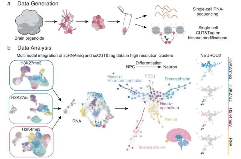 Study identifies epigenetic ‘switches’ that regulate the developmental trajectories of single cells