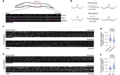 Study outlines an activity-regulated genetic program underlying the formation of synapses during development