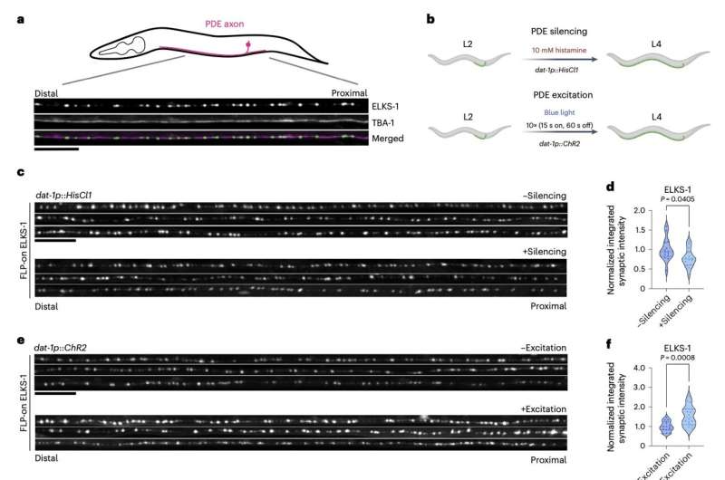 Study outlines an activity-regulated genetic program underlying the formation of synapses during development