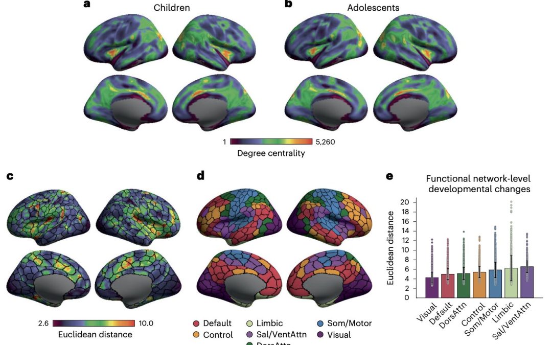 Study suggests that attention networks support changes in cortical organization and cognition during childhood