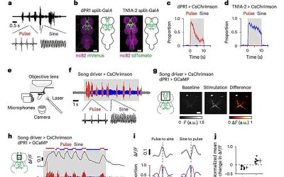 Nested premotor circuits activity found to drive male flies’ production of distinct courtship songs