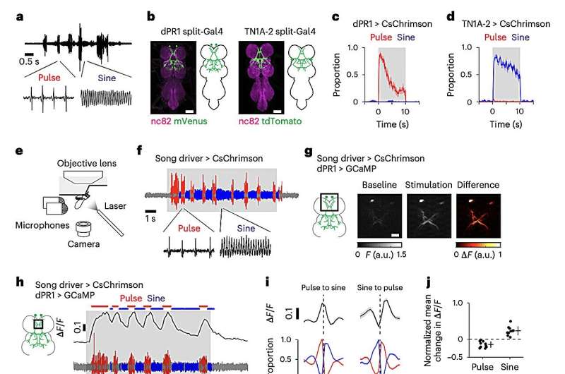 Nested premotor circuits activity found to drive male flies’ production of distinct courtship songs