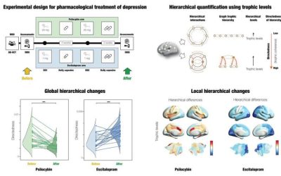 Treating depression with psilocybin or escitalopram found to result in different hierarchical brain reconfigurations