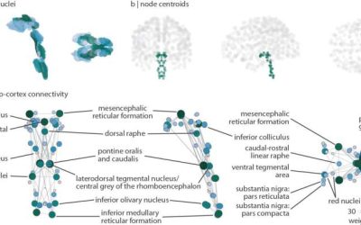 Highly detailed reconstruction of human brain connectivity includes dozens of brainstem nuclei