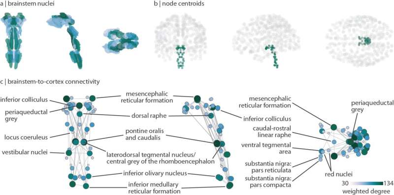 Highly detailed reconstruction of human brain connectivity includes dozens of brainstem nuclei