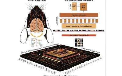 AI mimics neocortex computations with ‘winner-take-all’ approach