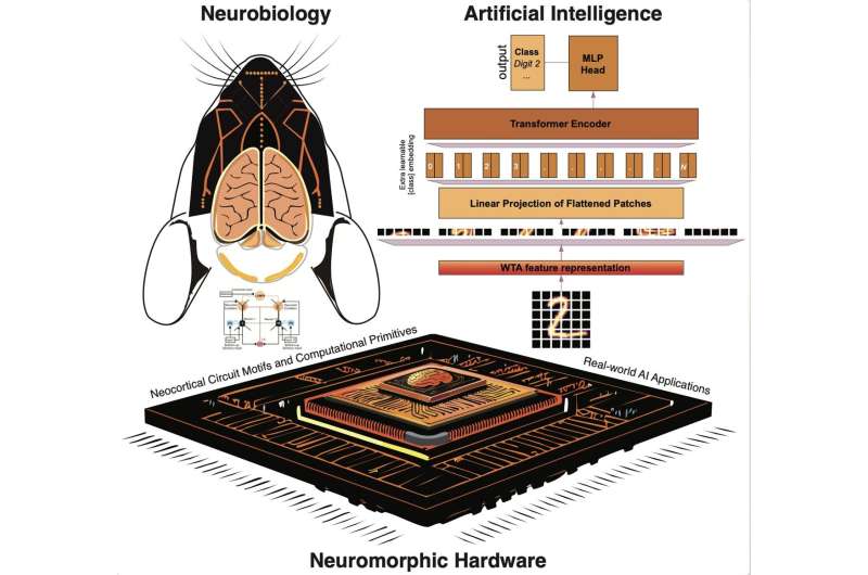 AI mimics neocortex computations with ‘winner-take-all’ approach